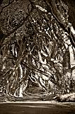 dark hedges 1